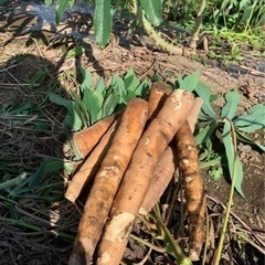 キャッサバ芋(Mandioca Cassava)