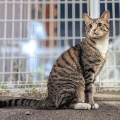 猫ちゃん　里親募集