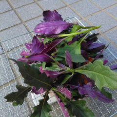 紫のおしゃれな野菜　金時草　（１００グラム）