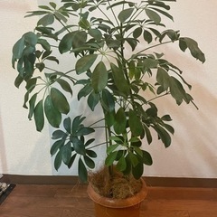 観葉植物　シェフレラ７号鉢、90cm高
