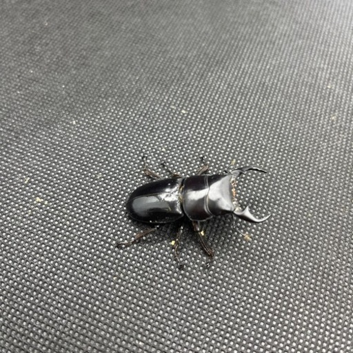 高品質 外国産クワガタ等の販売 