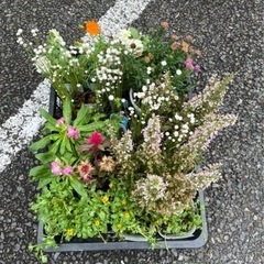 花鉢（白玉星草、ジニア、ストック、トサカケイトウ、ビデンス、エリ...