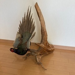 キジ　雉　剥製