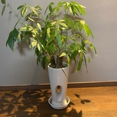 観葉植物