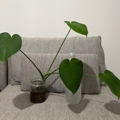 モンステラ　水耕栽培　観葉植物