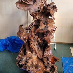 変木(龍神木)天然木根、希少、珍品、一点物❗