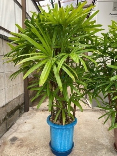 観葉植物