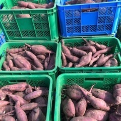 新物　さつま芋(紅はるか)加工、飼料などに1箱20kg 200円