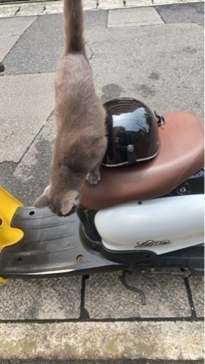 原付　不動車