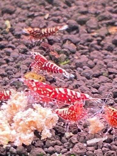 ビーシュリンプ RED GALAXYハイグレード