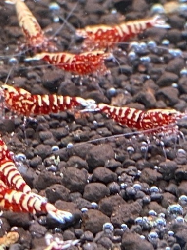 ビーシュリンプ RED GALAXYハイグレード