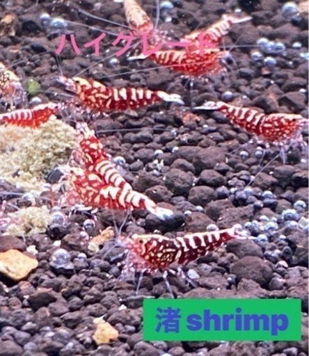 ビーシュリンプ#ギャラクシー#ハイグレード