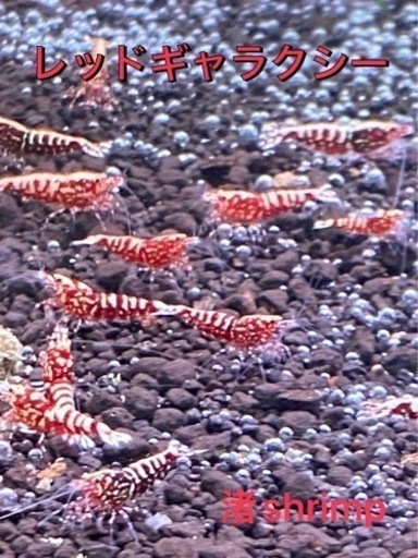 ビーシュリンプ RED GALAXYハイグレード