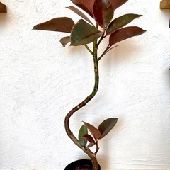 【観葉植物】：フィカス　ルビー　曲*プラポット5号　ゴムの木
