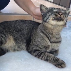 とても甘えん坊の猫くん − 沖縄県