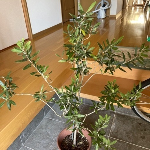オリーブ