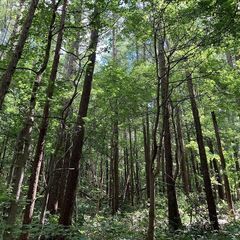 【成約済】山林物件101 北海道小樽市 − 北海道
