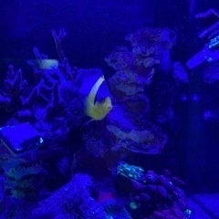 沖縄産スミレヤッコ　ヤッコ　海水魚