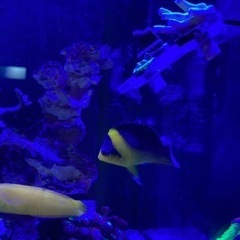 沖縄産スミレヤッコ　ヤッコ　海水魚