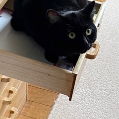 黒猫ちゃん　オス3才