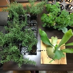 ①観葉植物セット