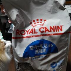 ロイヤルカナン　猫　10kg