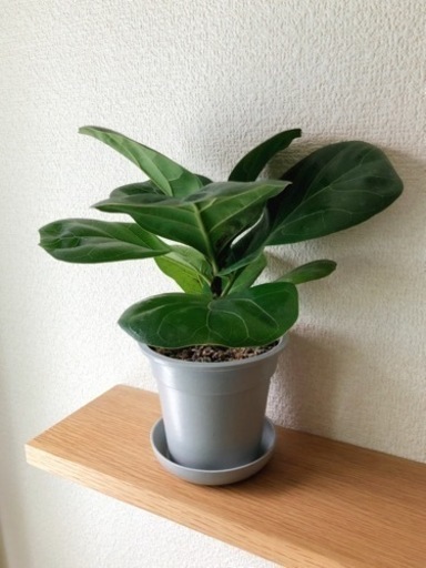 観葉植物　フィカス・リラータ①　25cm　グレーカラーの3.5号の鉢と受け皿付き