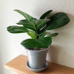 観葉植物　フィカス・リラータ①　25cm　グレーカラーの3.5号...