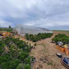 【日払い可】短期、未経験OK　盆栽植物洗浄作業