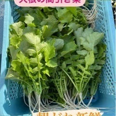 大根農家！大根の間引き菜　500g 徳島県産　農家直送　朝どれ野菜