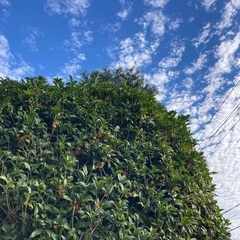 掃除草取りの手伝いお願いです