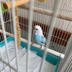 セキセイインコ☆そだててください☆ - その他