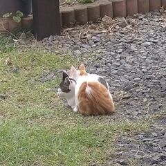 2匹の子猫の里親さん募集(決まりました) - 猫