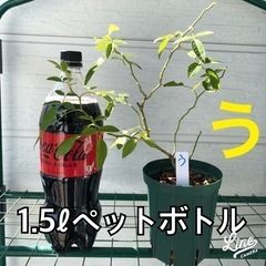 ２鉢1000円　トゲのないつるバラ　スリット鉢植え　選べる２鉢