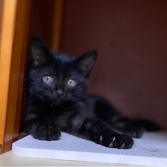 おめめパッチリ美猫黒猫
