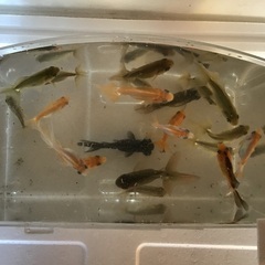 Ｎo.29  ミックスの金魚 20匹 + チビ10匹(おまけ)
