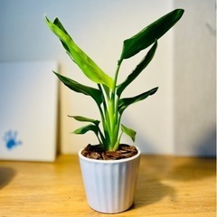 陶器鉢付き！南国風な植物♪ストレリチア♪お世話も簡単！40cm！