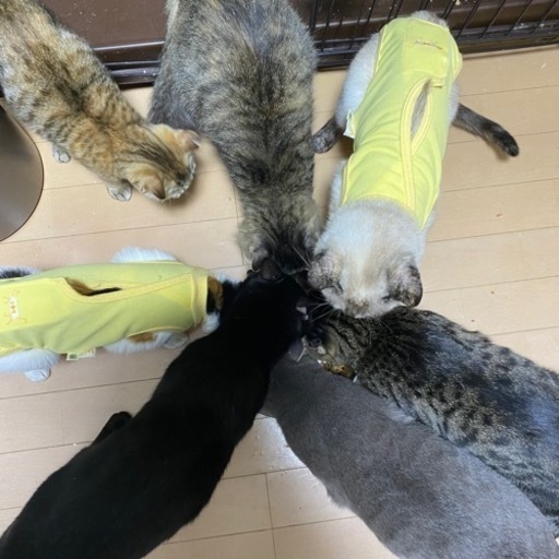 猫カフェオープニングスタッフ募集 柏市増尾 サクラ 増尾のカフェの無料求人広告 アルバイト バイト募集情報 ジモティー