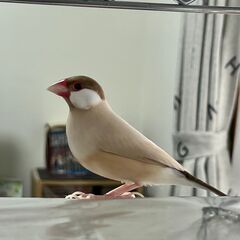 お譲り先が決まりました【シナモン文鳥 生後11ヶ月 里親募集中】