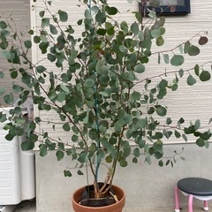 ユーカリ　ポポラス　鉢植え　シンボルツリー　ガーデニング