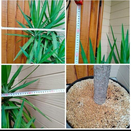 【引取限定】ユッカ 観葉植物 観葉植物 ユッカ 8号 斑入り コンカー キューブ 灰 付き | 観葉植物