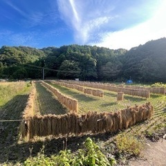 稲藁　藁　ワラ　1束　100円