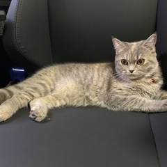 ☆引取りのみ☆ ゲーミングチェア noblechairs hero black edition