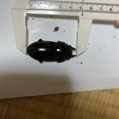 能勢産オオクワガタメス単品（50.5mm）