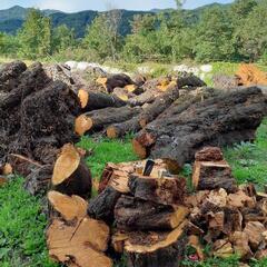 薪に　桜の伐採木　直径40～100センチ