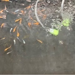 第6回うぐいすメダカ即売会🐟 - 宝塚市