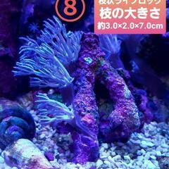 枝状ライブロック付着 ウミアザミ群生⑧