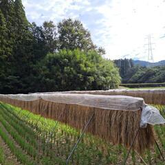 ２０２１年産古米ですが美味しいお米です。(2021)新米も販売し...