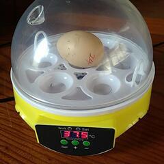 卵孵化機