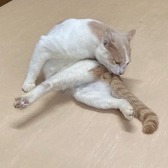 茶白の猫　少し人に慣れてきました。 - 猫